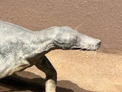 福井県立恐竜博物館に投稿された画像（2026/3/16）