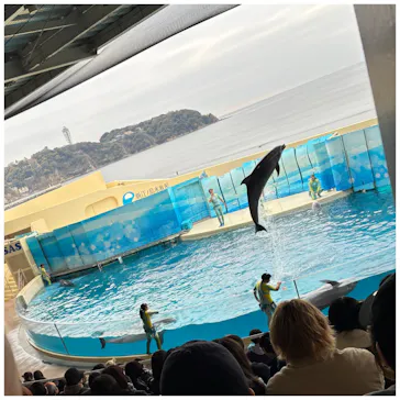 新江ノ島水族館に投稿された画像（2026/3/16）