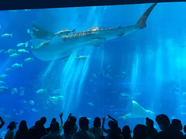 沖縄美ら海水族館に投稿された画像（2026/3/16）