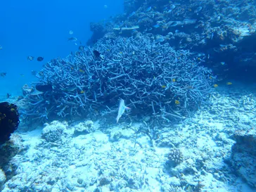 ONLYONE divingに投稿された画像（2026/3/16）