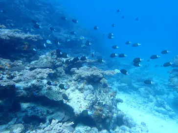 ONLYONE divingに投稿された画像（2026/3/16）