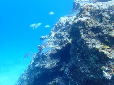 ONLYONE divingに投稿された画像（2026/3/16）