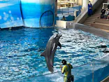 新江ノ島水族館に投稿された画像（2026/3/17）