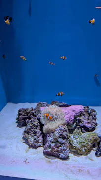 アクアワールド茨城県大洗水族館に投稿された画像（2026/3/17）