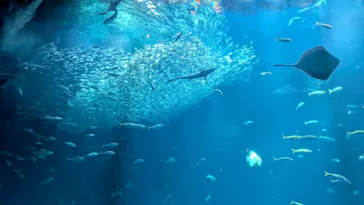 アクアワールド茨城県大洗水族館に投稿された画像（2026/3/17）