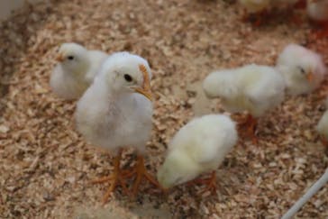 アニタッチPARKイオンモール太田に投稿された画像（2026/3/17）