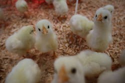 アニタッチPARKイオンモール太田に投稿された画像（2026/3/17）