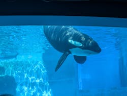 名古屋港水族館に投稿された画像（2026/3/17）