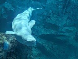 名古屋港水族館に投稿された画像（2026/3/17）