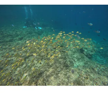 武藤潜水に投稿された画像（2026/3/17）