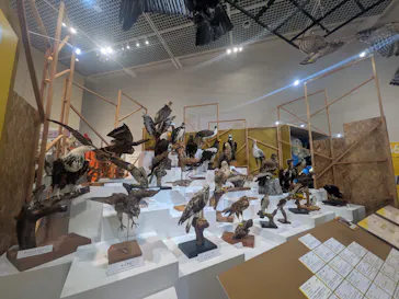 特別展「鳥 ～ゲノム解析が解き明かす新しい鳥類の系統～」に投稿された画像（2026/3/17）