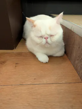 猫カフェモカ　池袋東口店に投稿された画像（2026/3/17）