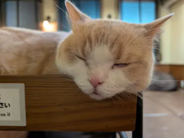 猫カフェモカ　池袋東口店に投稿された画像（2026/3/17）