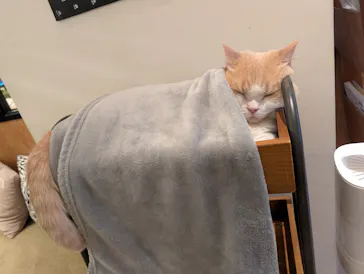 猫カフェモカ　池袋東口店に投稿された画像（2026/3/17）