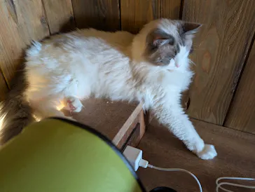 猫カフェモカ　池袋東口店に投稿された画像（2026/3/17）