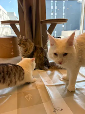 猫カフェモカ 京都河原町店に投稿された画像（2026/3/17）