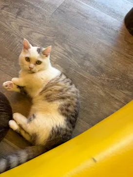 猫カフェモカ 京都河原町店に投稿された画像（2026/3/17）