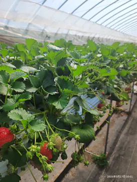 果実の里 原田農園に投稿された画像（2026/3/17）