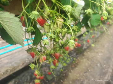 果実の里 原田農園に投稿された画像（2026/3/17）
