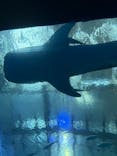 沖縄美ら海水族館に投稿された画像（2026/3/17）