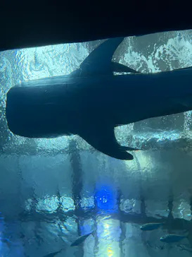 沖縄美ら海水族館に投稿された画像（2026/3/17）