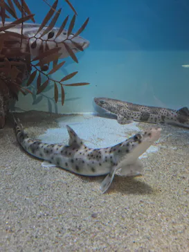 アクアワールド茨城県大洗水族館に投稿された画像（2026/3/17）
