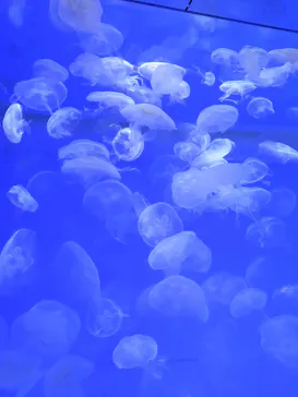 アクアワールド茨城県大洗水族館に投稿された画像（2026/3/17）