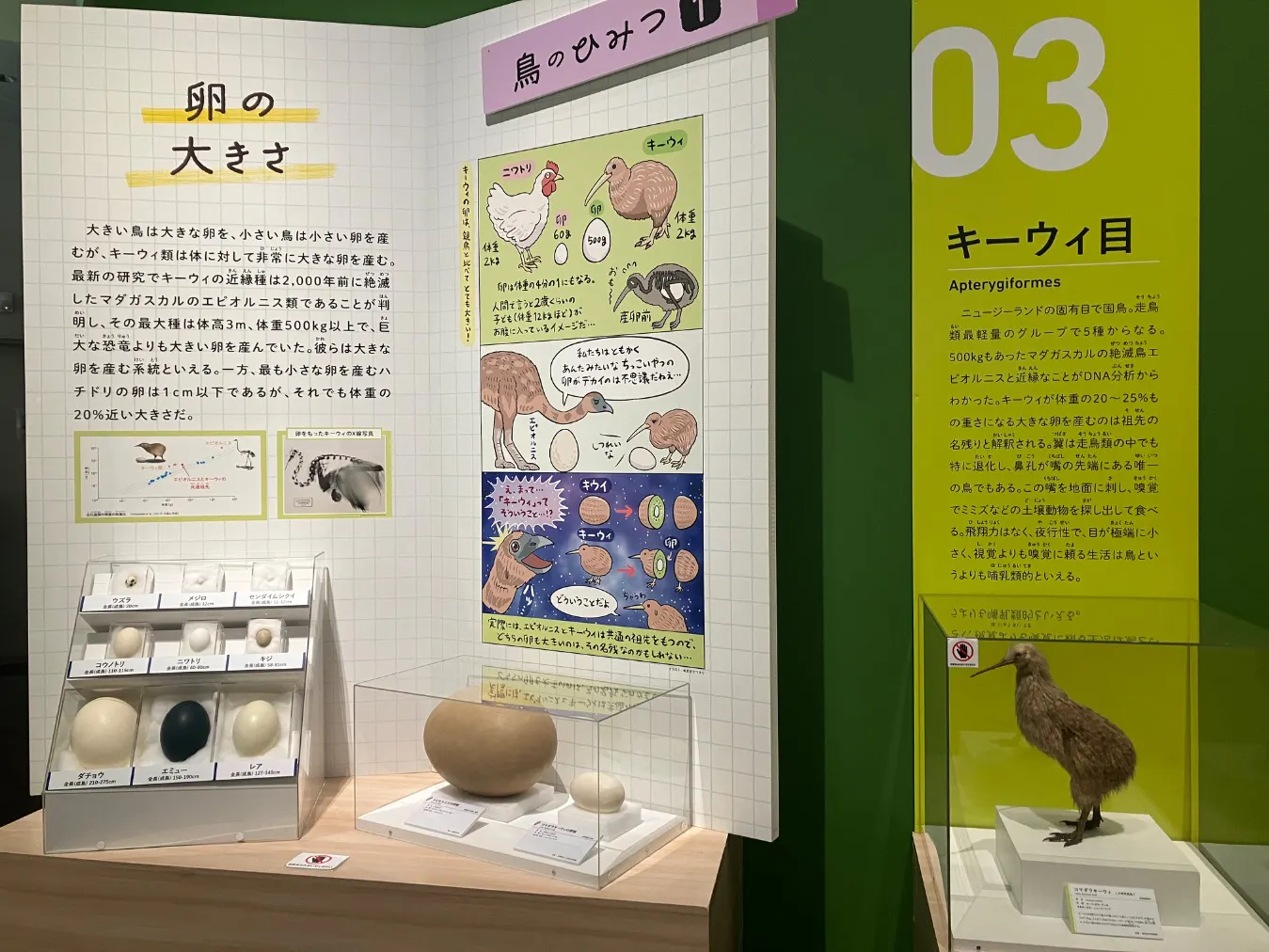 特別展「鳥 ～ゲノム解析が解き明かす新しい鳥類の系統～」の口コミ