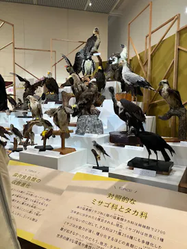 特別展「鳥 ～ゲノム解析が解き明かす新しい鳥類の系統～」に投稿された画像（2026/3/17）