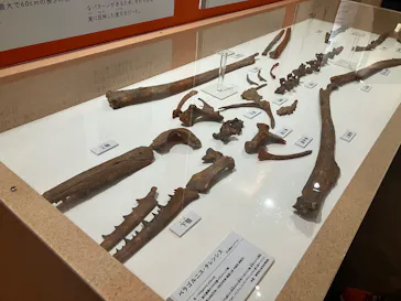 特別展「鳥 ～ゲノム解析が解き明かす新しい鳥類の系統～」に投稿された画像（2026/3/17）