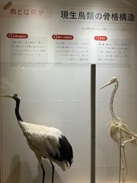 特別展「鳥 ～ゲノム解析が解き明かす新しい鳥類の系統～」に投稿された画像（2026/3/17）