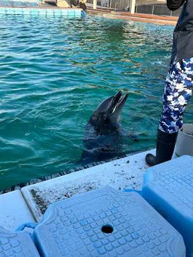 横浜・八景島シーパラダイスに投稿された画像（2026/3/17）