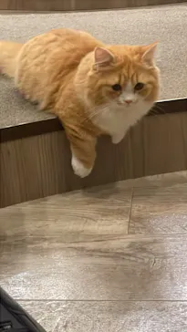 猫カフェモカ　渋谷公園通り店に投稿された画像（2026/3/17）