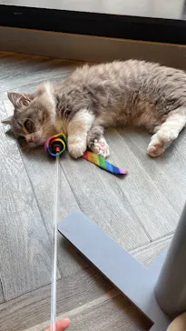 猫カフェモカ　渋谷公園通り店に投稿された画像（2026/3/17）