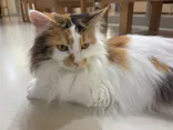 Cat Café MOFF 枚方モール店に投稿された画像（2026/3/17）
