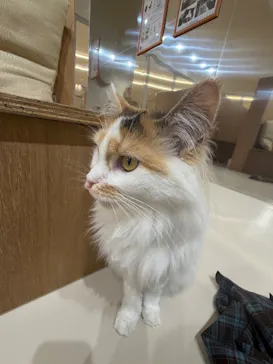 Cat Café MOFF 枚方モール店に投稿された画像（2026/3/17）