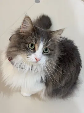 Cat Café MOFF 枚方モール店に投稿された画像（2026/3/17）