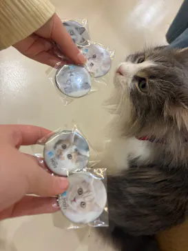 Cat Café MOFF 枚方モール店に投稿された画像（2026/3/17）
