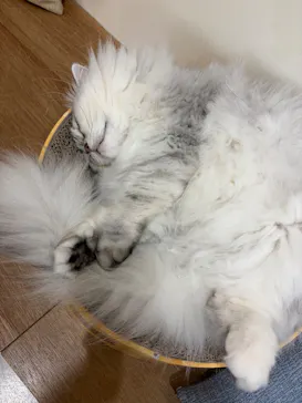 Cat Café MOFF 枚方モール店に投稿された画像（2026/3/17）