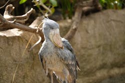 那須どうぶつ王国に投稿された画像（2026/3/17）