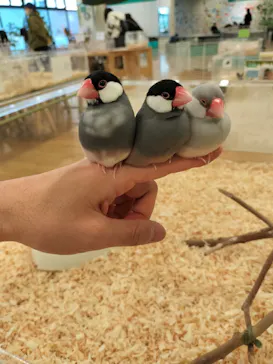 いきもの探検隊湘南に投稿された画像（2026/3/17）