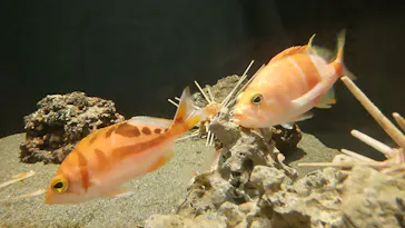 竹島水族館に投稿された画像（2026/3/17）