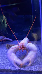 竹島水族館に投稿された画像（2026/3/17）