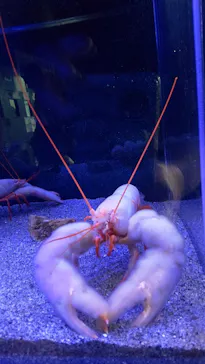 竹島水族館に投稿された画像（2026/3/17）