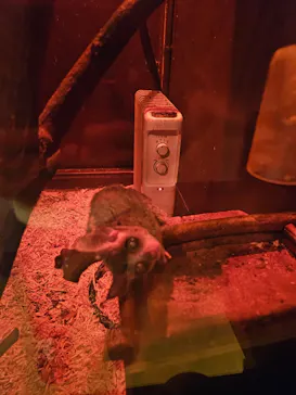 伊豆シャボテン動物公園に投稿された画像（2026/3/17）