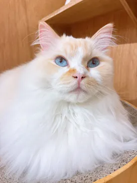 Cat Café MOFF つかしん店に投稿された画像（2026/3/17）