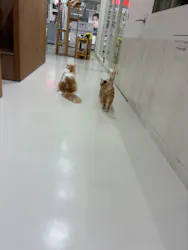 Cat Café MOFF つかしん店に投稿された画像（2026/3/17）