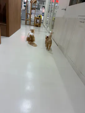 Cat Café MOFF つかしん店に投稿された画像（2026/3/17）