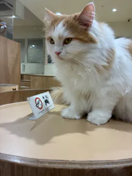 Cat Café MOFF つかしん店に投稿された画像（2026/3/17）