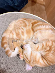 Cat Café MOFF つかしん店に投稿された画像（2026/3/17）